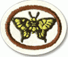 Mariposas e Borboletas